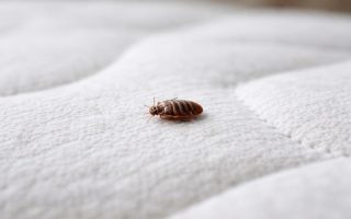 gros-plan-punaise-matelas-flou