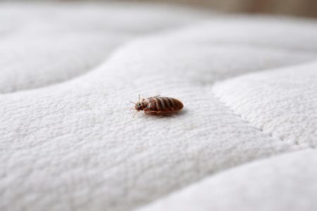 gros-plan-punaise-matelas-flou
